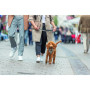 Шлея Trixie CityStyle H-harness для собак хлопок S–M 42–60 см 15 мм светло-серая