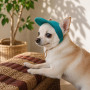 Кепка Pet Fashion Topaz для собак S