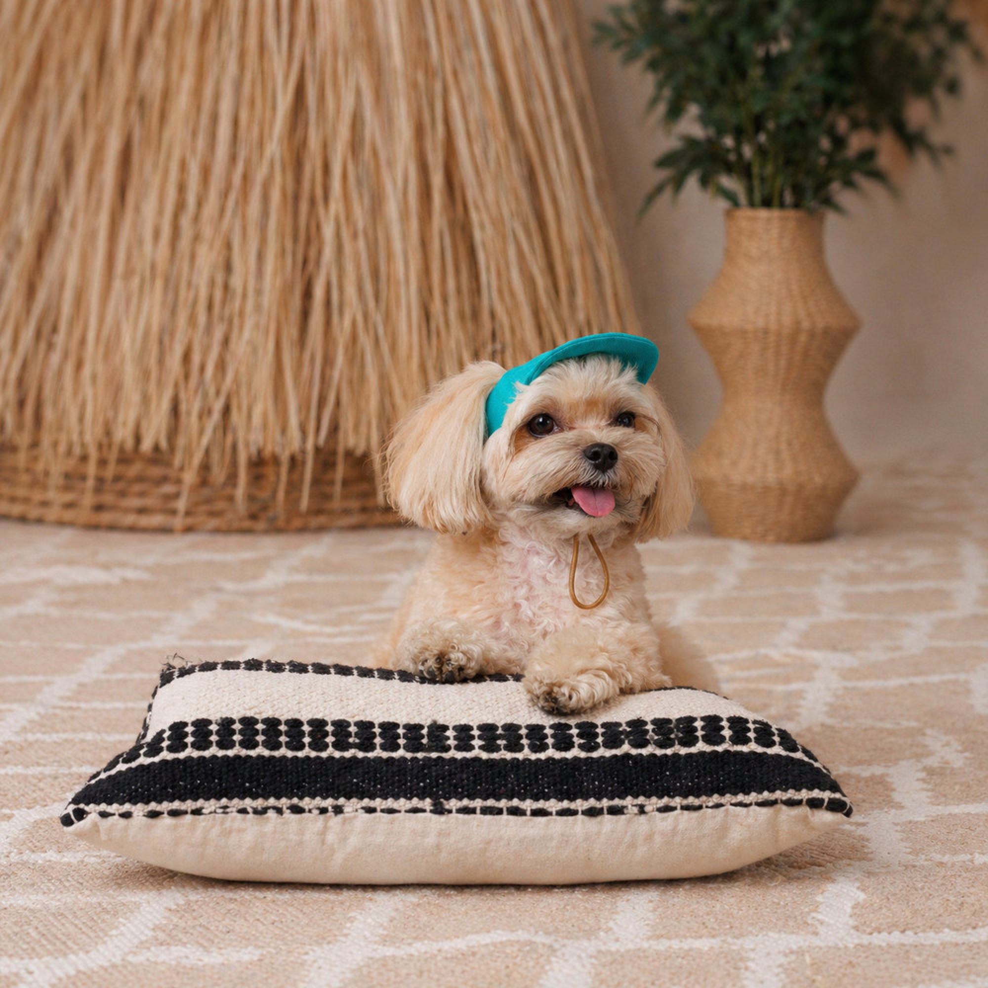 Кепка Pet Fashion Topaz для собак S