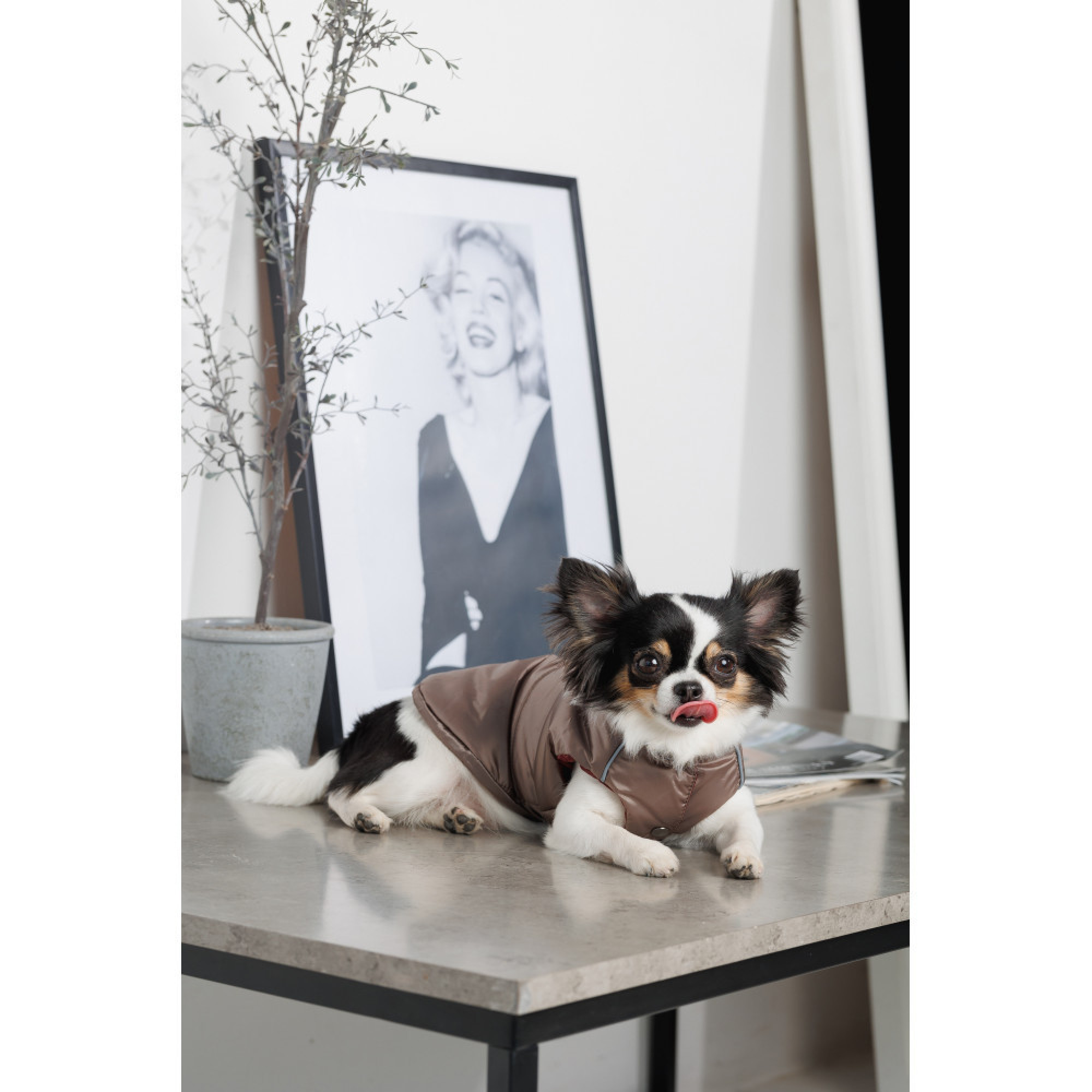 Жилет Pet Fashion Hardy для собак утеплений водонепроникний з отвором для повідця бежевий розмір M