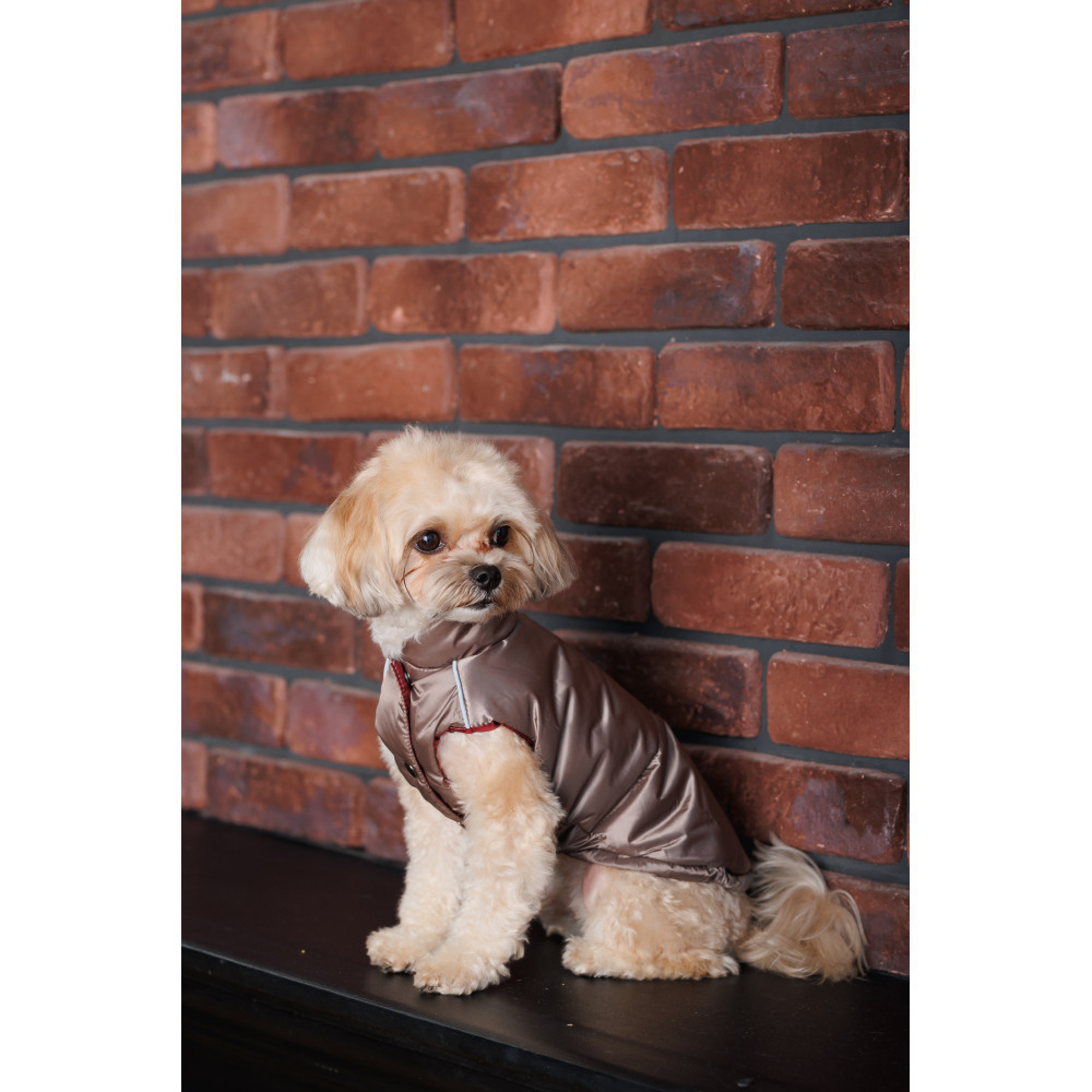 Жилет Pet Fashion Hardy для собак утеплений водонепроникний з отвором для повідця бежевий розмір M