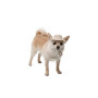 Панама Pet Fashion Gold для собак XS
