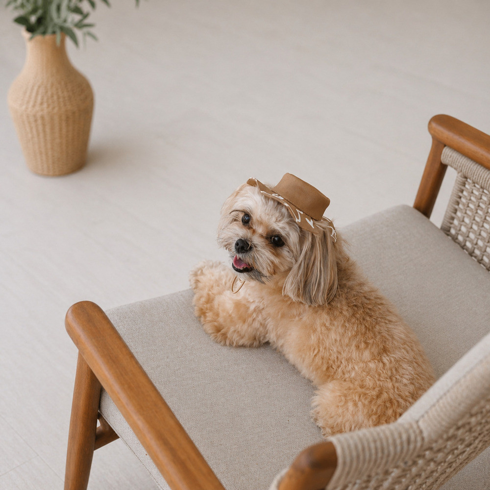 Панама Pet Fashion Print для собак M