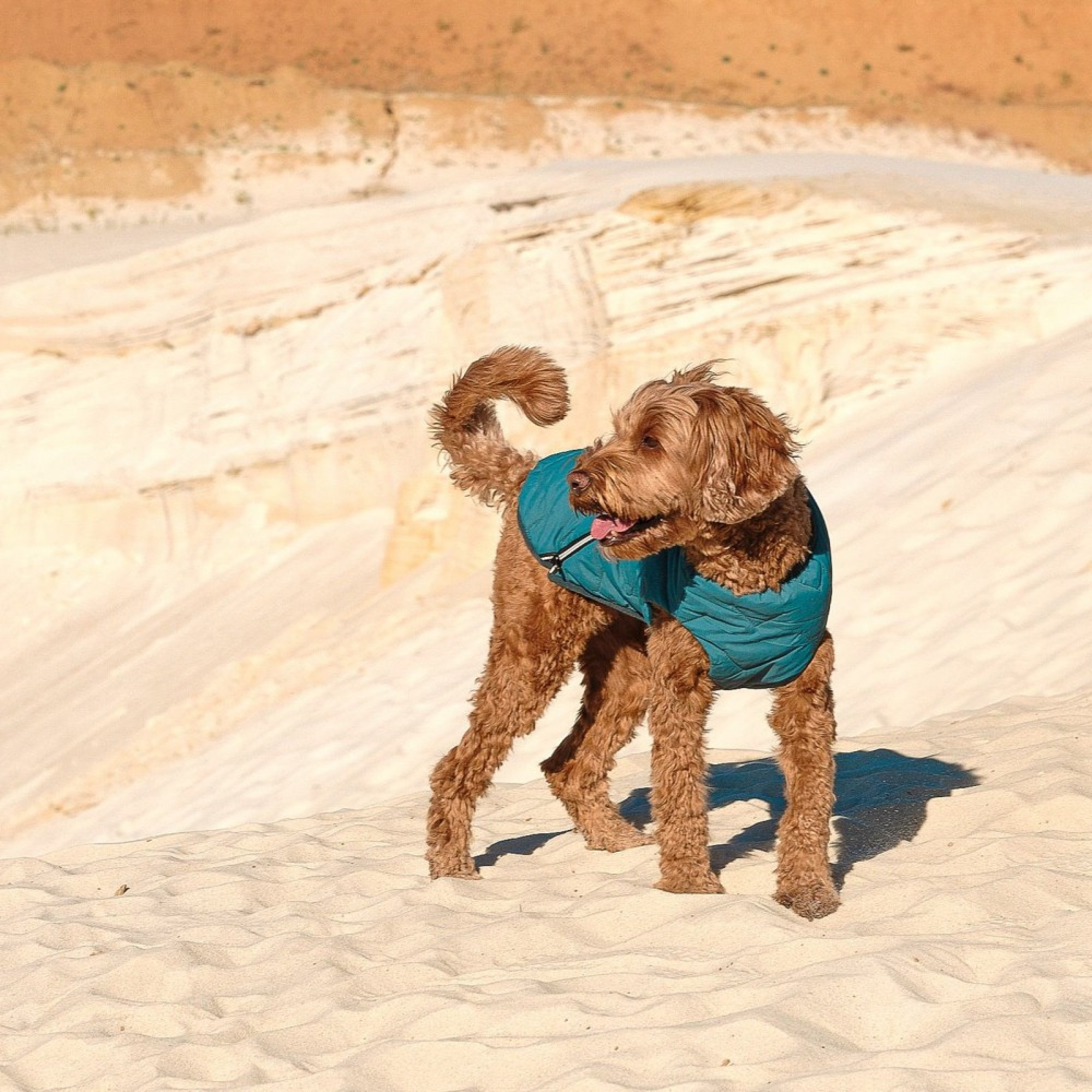Жилет Pet Fashion E.Vest для собак морська хвиля XL