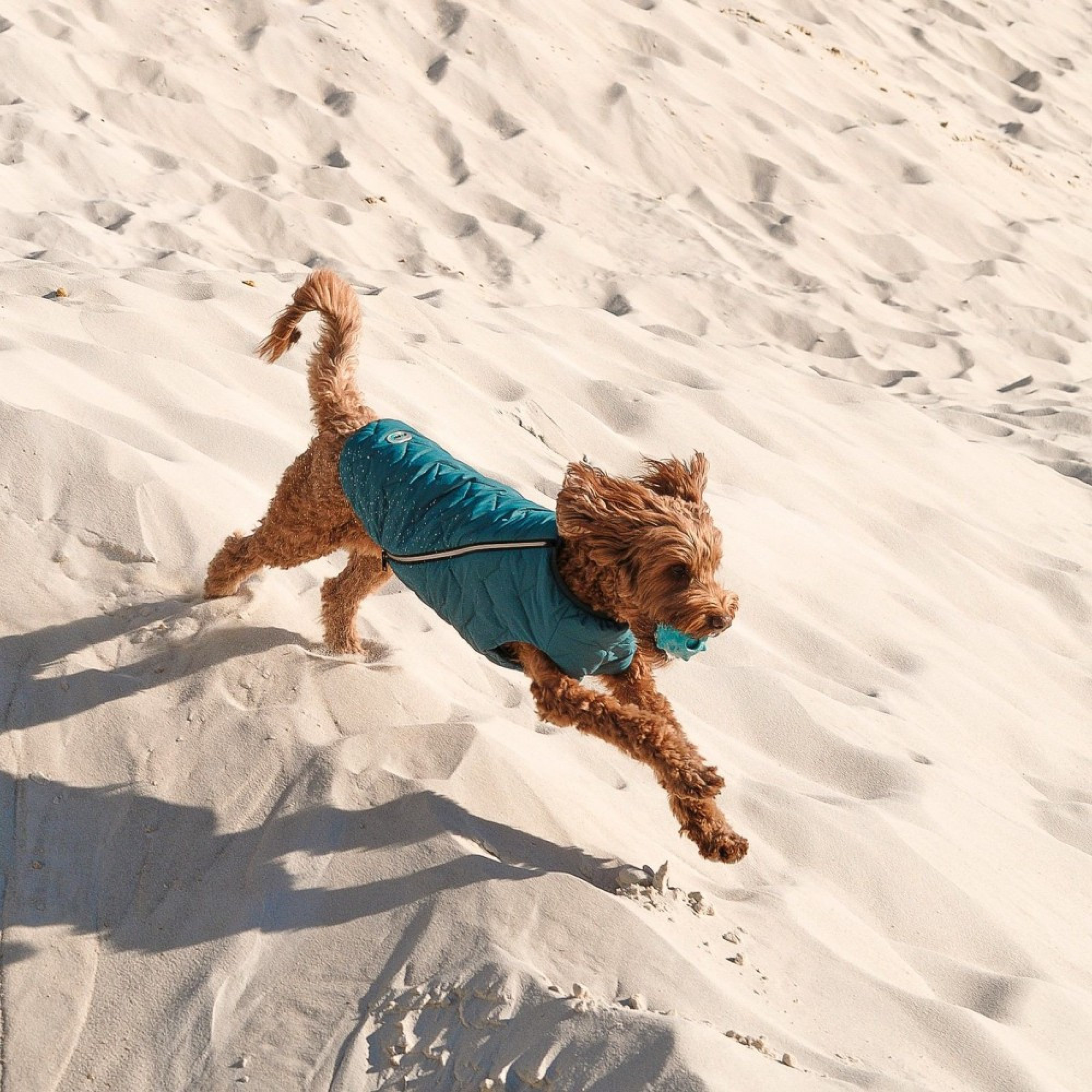 Жилет Pet Fashion E.Vest для собак морська хвиля XL