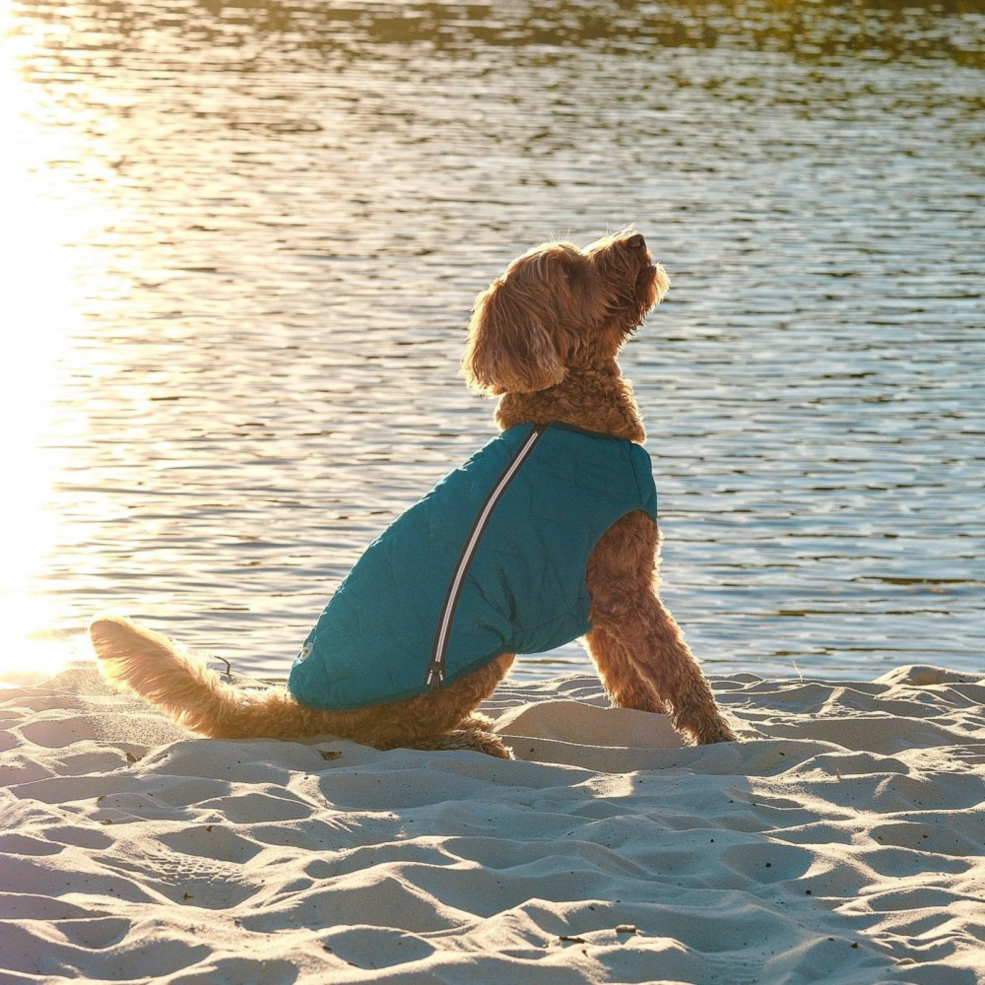 Жилет Pet Fashion E.Vest для собак морська хвиля XL
