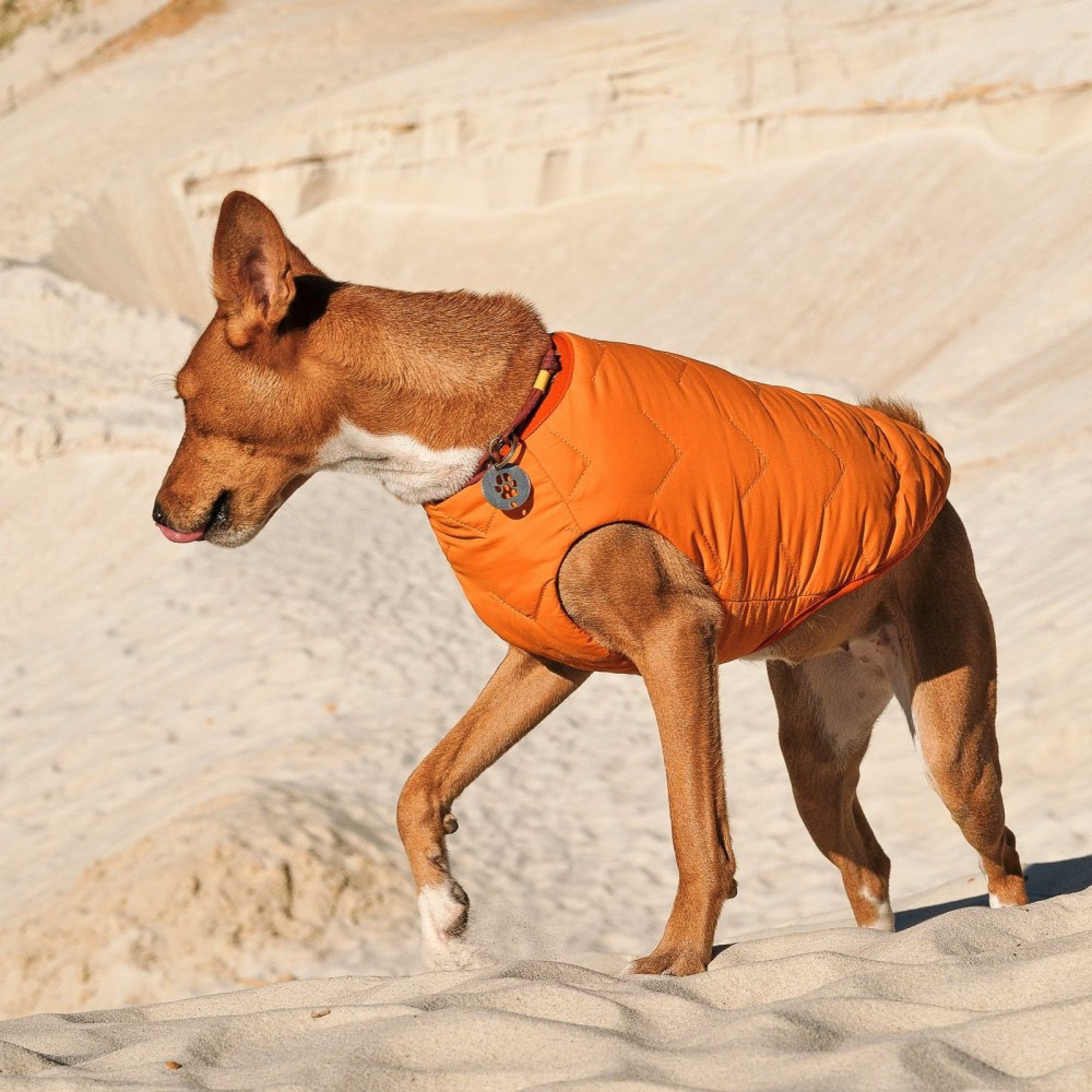 Жилет Pet Fashion E.Vest для собак помаранчевий XL