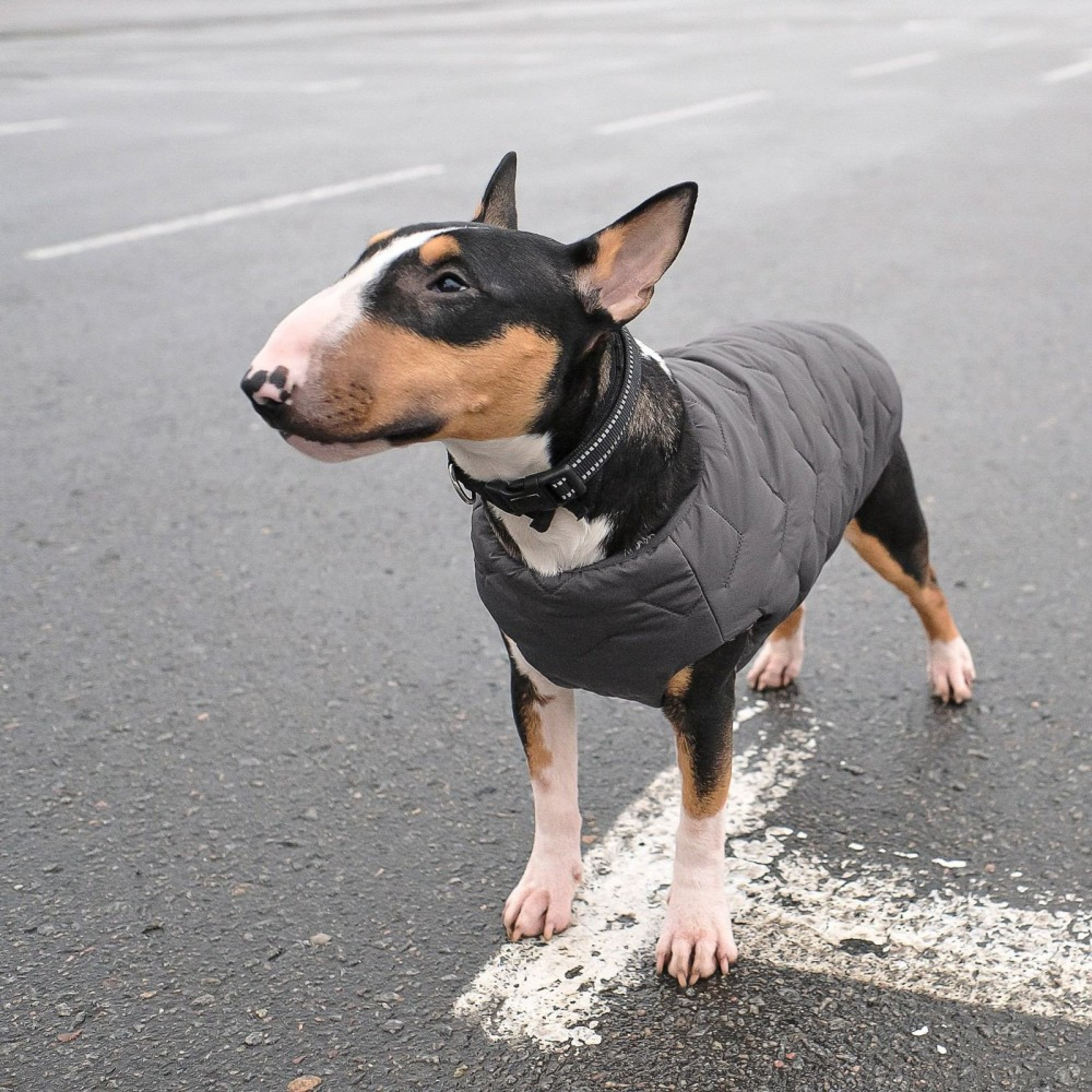Жилет Pet Fashion E.Vest для собак сірий M2