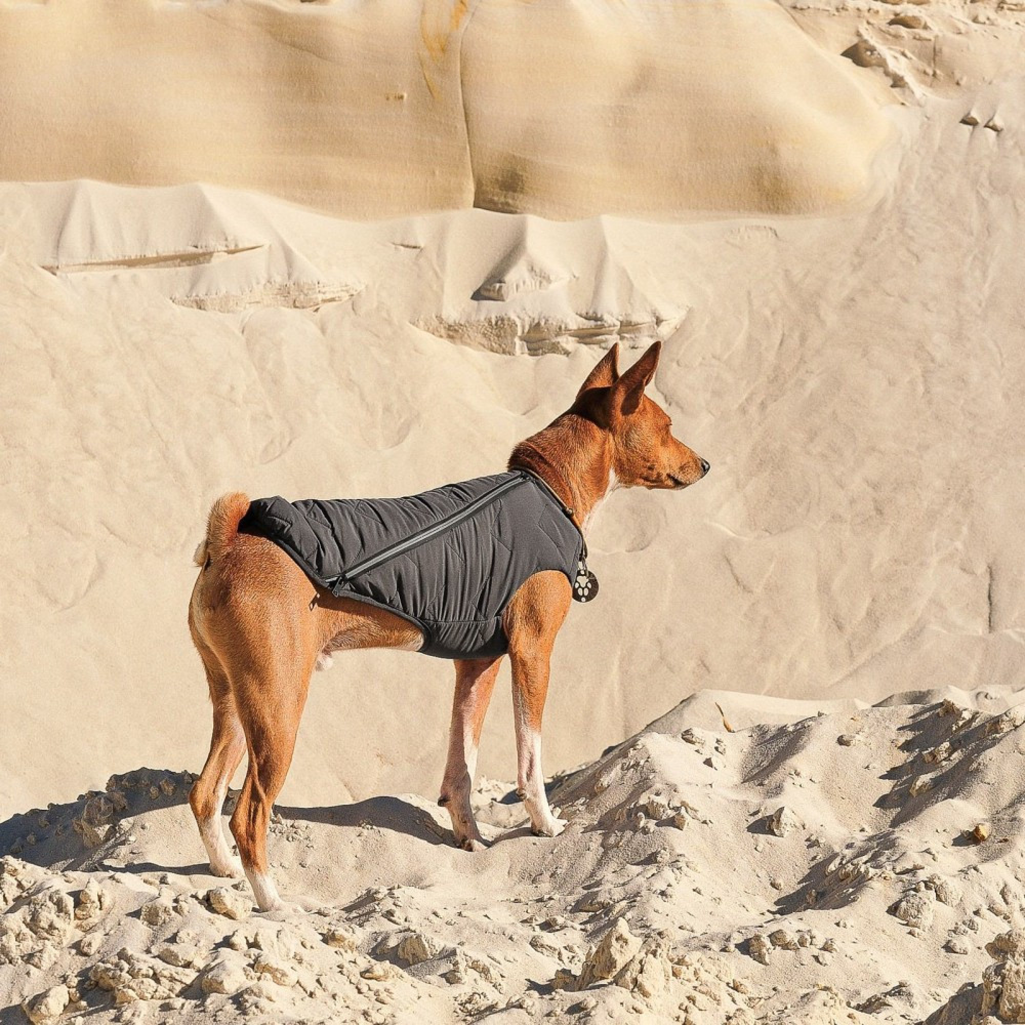 Жилет Pet Fashion E.Vest для собак сірий M2