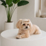 Кепка Pet Fashion Glamor для собак ХS