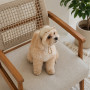 Кепка Pet Fashion Glamor для собак ХS